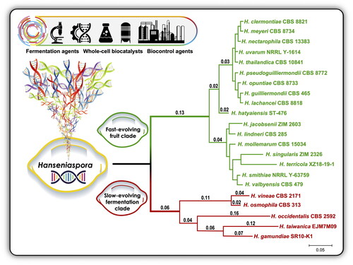 Figure 2. A phylogenetic tree of members of the genus Hanseniaspora. Using maximum-likelihood analysis of the internal transcribed sequences of one representative of each Hanseniaspora species divides the genus into two large clades, a fast-evolving fruit clade and a slow-evolving fermentation clade. MEGA 11 software was used to draw the tree [Citation218].