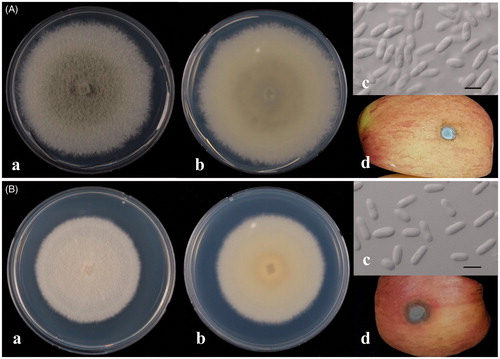 Figure 2. Colletotrichum fructicola CNARE13132 (a) and C. siamense CNARE13126 (b). (a) Colony morphology on potato dextrose agar (PDA) after 7-day culture at 25 °C (front); (b) Colony morphology on PDA after 7-day cultures at 25 °C (reverse); (c) Conidia Bar scale, 10 μm (micrometer); (d) Symptoms induced by artificial inoculation.