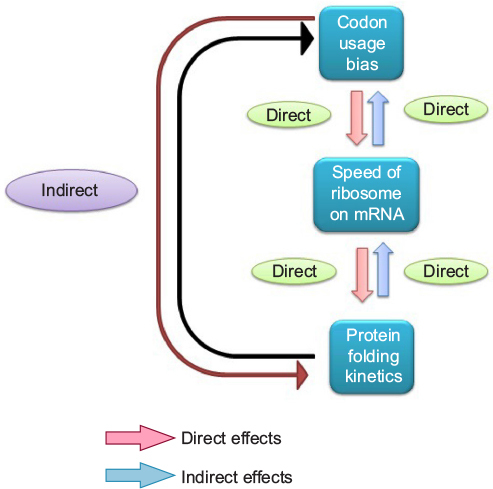 Figure 2 Relation between codon usage bias, speed of ribosome on mRNA, and protein folding kinetics.