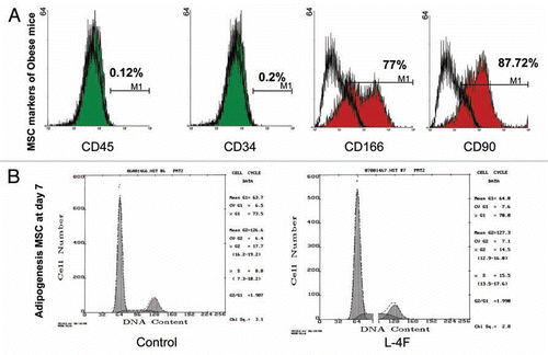 Figure 2 Determination of MSCs phenotype and cell cycle measurement. (A) Membrane antigen expressions of CD45, CD4, CD90, CD166 and on hMSCs were analyzed by FACS analysis. As positive markers CD90 (Thy-1) and CD166 (ALCAM, activated leukocyte cell adhesion molecule) were 87.72% and 77% respectively. As negative markers, CD45 (common lymphocytes antigen) and CD34, an hematopoietic stem cell marker, were shown to be expressed in less than 1% of cells. (B) Effect on cell cycle and Growth. Cells were treated Vinblastin to arrest mitosis then we measured DNA distribution by DAPI staining. Cell cycle analysis revealed that 15.5% of MSCs were in the S phase when the cells were cultured in L-4F.