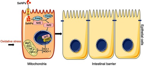 Figure 7 Schematic representation of the proposed mechanism by which biogenic SeNPs synthesized by Lactobacillus casei ATCC 393 protect intestinal epithelial barrier function against oxidative damage. After SeNPs are transported into intestinal epithelial cells, Nrf2 is separated from the Keap1-Nrf2 complex and moved into the nucleus, where it binds to ARE. Transcriptional activation of antioxidant enzymes HO-1 and NQO-1 occurs with the activation of ARE, which function together to inhibit ROS production, weaken the depolarization of MMP, and enhance mitochondrial DNA copy number. In summary, SeNPs exhibit the protective effect on intestinal epithelial barrier function against oxidative damage by alleviating ROS-mediated mitochondrial dysfunction via Nrf2 signaling pathway under oxidative stress.Abbreviations: SeNPs, selenium nanoparticles; ARE, antioxidant response element; MMP, mitochondrial membrane potential.