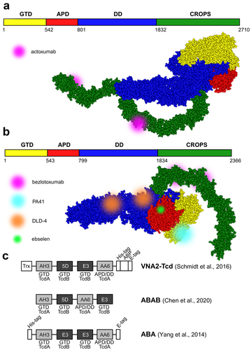 Figure 2. Selected TcdA and TcdB toxin-neutralizing antibodies and antibody alternatives. a. and b. Schematic representation and structural models of TcdA (merged from PDB IDs: 7POG and 2QJ6) and TcdB toxins (PDB ID: 6OQ5) with labeled binding sites of monoclonal antibodies actoxumab, bezlotoxumab, and PA41, the DLD-4 DARPin dimer, and small molecule compound ebselen. Toxin structures were visualized using ViewerLite 4.2 (Accelrys). GTD – glucosyltransferase domain, APD – autoprotease domain, DD – delivery domain, CROPS – combined repetitive oligopeptide sequences (receptor-binding domain). c. Schematic structures of various tandem VHH constructs (nanobodies). Individual nanobodies bind to distinct epitopes on the TcdA (light gray) or TcdB (dark gray) domains. Trx – thioredoxin, ABP – albumin-binding peptide.