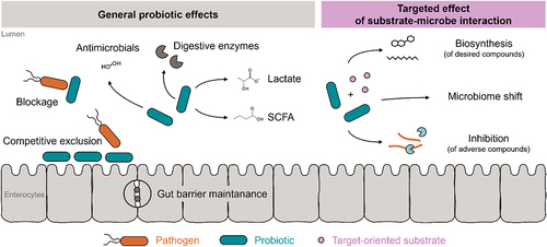 Figure 8. Comparison of general probiotic effects with targeted substrate–microbe interaction.