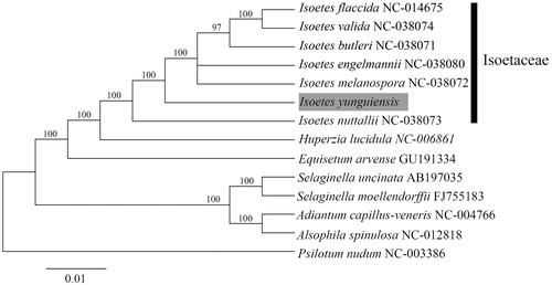 Figure 1. Maximum likelihood phylogenetic tree for Isoetes yunguiensis based on 14 complete chloroplast genomes. The number on each node indicates bootstrap support value.