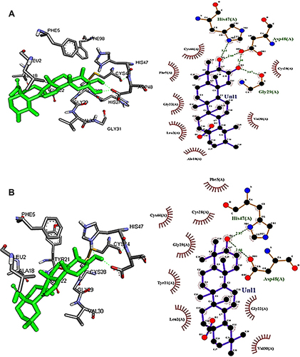 Figure 3 Docked images of corosolic acid and oleanolic acid with sPLA2IIa enzyme: Stereo view of corosolic acid (A) and oleanolic acid (B) docked with active site of sPLA2IIa.
