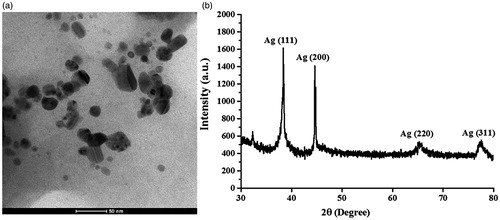 Figure 4. The representative images of (a) TEM and (b) XRD of the produced AgNPs in a reaction at 48 h.