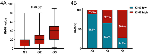 Figure 4 The relationship between Ki-67 expression and histological grade. (Median: G1:10%; G2:20%; G3:40%. Mean: G1:13%; G2:23%; G3:39%, P <0.001).