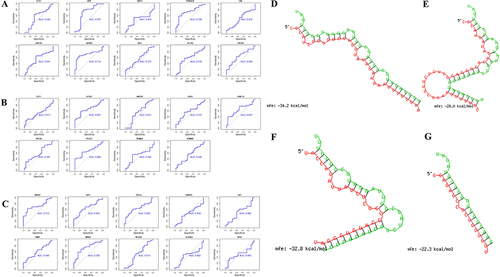 Figure 7 The diagnosis information of the hub genes. (A) The ROC curves were used to identify the diagnosis information of the hub genes associated with tiRNA-Glu-TTC-001 and, except SIRT1 and CBL, hub genes had a significantly diagnostic value (AUCs > 0.50). (B) The ROC curves were used to identify the diagnosis information of the hub genes associated with tiRNA-Lys-CTT-003 and, except KIAA0101, which was not expressed in the serum of patients with sarcoidosis, all hub genes had a significantly diagnostic value (AUCs > 0.50). (C) The ROC curves were used to identify the diagnosis information of the hub genes associated with tRF-Ser-TGA-007 and NR5A1, SPI1, TKTL2, FMN1, MNDA, and NCOR2 had a significantly diagnostic value (AUCs > 0.50). (D-G) The binding region of tsRNA and seed sequence were exhibited. (D-F) The base complementary pairing model between tiRNA-Glu-TTC-001 and APP, PRKACB, and ARRB2. (G) The base complementary pairing model between tRF-Ser-TGA-007 and NR5A1. Green: the binding region of tsRNA; Red: seed sequence of target gene; mfe: minimum free energy.