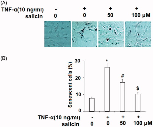 Figure 1. Salicin inhibited TNF-α-caused elevation of SA-β-Gal activity in HUVECs. Cells were incubated with TNF-α (10 ng/mL) or salicin (50 and 100 μM) for 48 h. (A) Cellular senescence in HUVECs was measured by SA-β-Gal staining. (B) Percentages of SA-β-gal positive cells (*,#,$p < .01 vs. previous group).