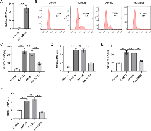 Figure 2 Overexpressed lncRNA MEG3 suppresses M2 macrophage polarization. BMDMs were transfected with Adv-MEG3/Adv-NC and treated with IL4/IL-13 to induce M2 polarization at the same time. (A) PCR analysis was performed to measure the overexpression efficiency of Adv-MEG3. (B and C) To evaluate M2 polarization, F4/80+CD206+ cell percentage was measured using flow cytometry analysis. (D–F) The mRNA levels of M2 polarization markers (ARG1, CD163, and CD206) in BMDMs were quantified by RT-qPCR. **p<0.01.