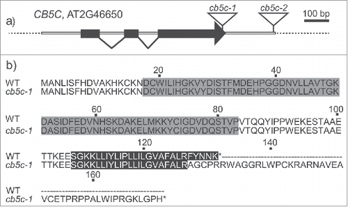 Figure 1. Sequence structure of CB5C and mutants. a) Gene structure of A. thaliana CB5C, showing the T-DNA insertion sites for the 2 mutants (cb5c-1 and cb5c-2). Black boxes depict exons; white boxes indicate introns and untranslated regions. b) Sequence comparison between the protein products of WT and cb5c-1. The N-terminal heme-binding domain (gray), the C-terminal transmembrane helix (black) and the additional domain of the cb5c-1 mutant.