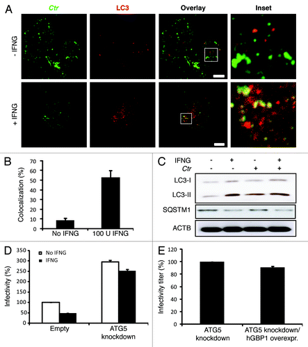 Figure 5. Autophagy-induced chlamydial growth arrest in response to IFNG stimulation was abrogated in cells with impaired autophagy. IFNG induces localization of autophagosomes to inclusions. Macrophages were exposed to 100 U/ml IFNG for 24 h. Cells were then infected with C. trachomatis (MOI 100) for 3 h. IFNG-untreated control cells were similarly infected. LC3 (red) localized to bacterial inclusions (green) in response to IFNG stimulation (A). (B) Quantification of LC3-positive C. trachomatis inclusions in the presence or absence of IFNG. Approximately 30 host cells were examined for LC3- C. trachomatis sequestration per sample. Quantification results shown as mean percentage normalized to control from two independent experiments. Error bars ± SD (C) Anti-LC3 immunoblot analysis of total lysates from uninfected and chlamydia infected macrophages; in the presence or absence of IFNG pre-treatment for 24 h. Host ACTB was used to control equal loading of proteins. Autophagy is induced by IFNG treatment and to a lesser extent after chlamydial infection, as indicated by the amount of LC3-II. IFNG treatment activated autophagic flux as indicated by reduced levels of SQSTM1. Blot is representative of two independent experiments. (D) Normal development of chlamydia in cells with impaired autophagy. ATG5 stable knockdown cells or control (empty) cells were IFNG treated and infected, as in Figure 1. Infectivity of bacteria from macrophages lacking ATG5 was 2-fold higher than that in control cells. Further, IFNG treatment had minimal activity against bacteria in cells with impaired autophagy. Infectivity expressed as a ratio between infected IFNG-treated and infected-untreated cells from three independent experiments. (E) Influence of ectopic overexpression of hGBP1 on development of infectious progeny in cells lacking ATG5. Infectivity of bacteria in ATG5 deficient cells or ATG5 KD-overexpressing hGBP1 cells is comparable. Results depicted as mean percentage normalized to control. Error bars ± SD. Scale bars: 10 μm.