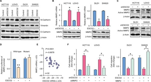 Figure 4 Shemetic of ESCO2 that exerts antimetastatic function by repressing MMP2 expression.Notes: (A) Proteins extracted from cells with ESCO2 overexpression of depletion were subjected to Western blot. The expressions of EMT markers, N-cadherin, E-cadherin, and Vimentin were examined. (B) The mRNA and protein levels of MMP2 in stable cells were determined using qRT-PCR and Western blot. Data are presented as mean±SEM. *P<0.05. (C) The active MMP2 expression was determined in CRC cells with altered expression of ESCO2. (D) The effect of ESCO2 overexpression on the activity of MMP2 promoter was measured using luciferase report assays. (E) The mRNA expression of MMP2 and ESCO2 was determined in 32 CRC tissues. The correlation was evaluated. (F) Stable cells were transfected with MMP2 overexpression vector or siRNA for 24 hours. Transwell assays were used to examine the role of MMP2 in ESCO2-mediated cell migration. Data are presented as mean±SEM. *P<0.05, **P<0.01.Abbreviations: CRC, colorectal cancer; EMT, epithelial–mesenchymal transition; qRT-PCR, quantitative real-time PCR; SEM, standard error of the mean.