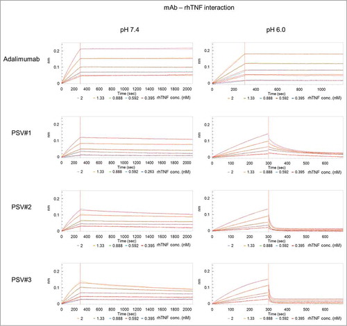 Figure 4. BLI sensorgrams of kinetic analyses of rhTNF binding to immobilized adalimumab and pH-dependent binding variants (PSV#1, PSV#2 and PSV#3). Association with rhTNF at indicated concentrations was measured for 300 s at pH 7.4. Dissociation was performed for 1800 s at pH 7.4 (left panel) or at pH 6.0 (right panel). Dissociation times at pH 6.0 varied between 400 s (PSV#1, PSV#2 and PSV#3) and 900 s (adalimumab). Binding curves (colored lines) were fitted with a 1:1 interaction model (red lines). In contrast to the applied global fitting analysis, binding curves of PSV#1, PSV#2 and PSV#3 were fitted using the local partial model when dissociation was carried out at pH 6.0. Representative experiments from triplicate measurements are shown (except: adalimumab at pH 6.0 in duplicates).