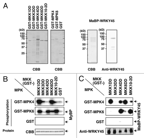 Figure 2. OsMPK4 and OsMPK6 phosphorylate WRKY45 protein in vitro. (A) Purity of recombinant proteins used in the assays. (Left) Coomassie brilliant blue (CBB) staining of GST-fused MKKs and MPKs. (Right) CBB staining and immunoblot assay of MaBP-WRKY45. MaBP-WRKY45 was not purified to a major band in the CBB staining. Anti-WRKY45 antibody was used in the immunoblot assay. (B and C) Phosphorylation assays. Phosphorylation of MyBP (B) and MaBP-WRKY45 (C) as substrates of various combinations of GST-MKKs and GST-MPKs was assayed using [γ-32P] ATP.Citation7