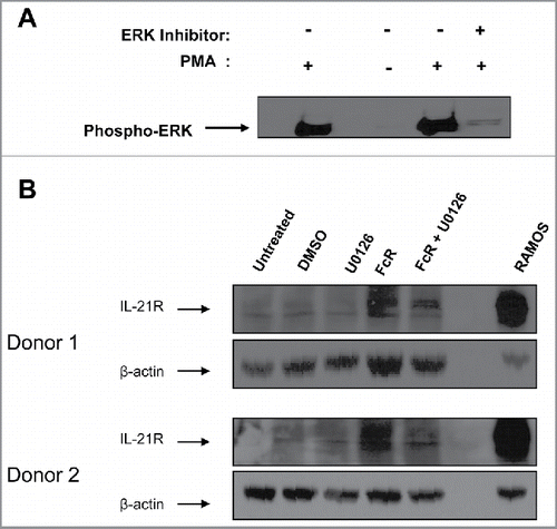 Figure 3. Upregulation of IL-21R on the NK cell surface is facilitated via the MAP kinase signaling pathway. (A) NK cells were stimulated with PMA or left resting, with the addition or absence of the ERK inhibitor U0126 and subjected to immunoblot analysis for phospho-ERK expression. (B) NK cells were stimulated for 8 hr with immobilized-IgG or left unstimulated in the presence of the ERK inhibitor U0126 (reconstituted in DMSO) and subjected to immunoblot analysis for IL-21R expression. The membranes were re-probed for β-actin to confirm equal loading. NK cells were isolated from two healthy donors.