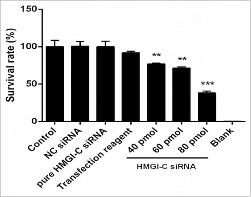 Figure 4. Effect of HMGI-C siRNA on the MDA-MB-468 cells. 48 h after transfection with HMGI-C siRNA (40, 60, 80 pmol), cytotoxicity of treatments was determined by MTT assay. The results were expressed as mean ± SD (n = 3); **P < 0.01, ***P < 0.001 versus control group.
