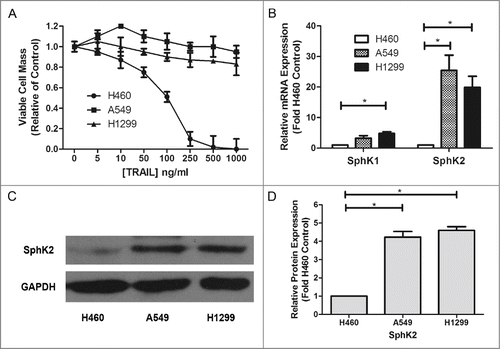 Figure 1. Dysregulation of sphingosine kinases in TRAIL resistant lung cancer cells. (A) H460, A549 and H1299 cells were plated at 1 × 105/ml cells per well in 96-well plate. The following day cells were treated with indicated concentrations of TRAIL for 24 h. Data are presented as percent of vehicle treated samples. Mean values of 5 different experiments (*p < 0.05). (B–D) qRT-PCR analysis and Western blot for expression of sphingosine kinase isoforms in TRAIL resistant lung cancer cells. Data are expressed as fold-change relative to H460 cell control as normalized to internal GAPDH. Data points and error bars represent the mean ±SEM of 3 independent experiments. Columns represent mean density of 3 different experiments (*p < 0.05)