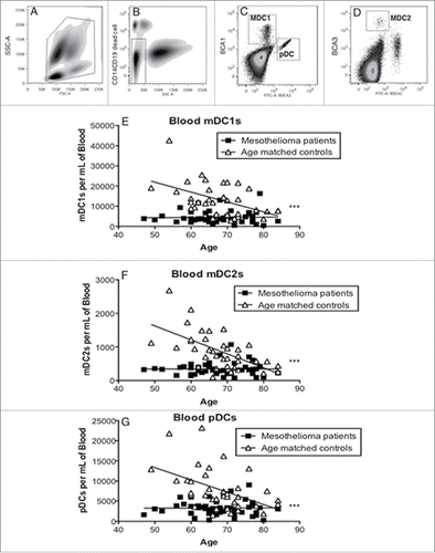 Figure 1. Mesothelioma patients have decreased numbers of blood DC subsets. Whole blood was stained and analyzed by flow cytometry. Representative dot plot (a) showing gating of leukocytes by size (FSC) and granularity (SSC). CD14+ monocytes, granulocytes and CD19+ B cells were further excluded by gating (b). Blood DC subsets were identified by high expression of BDCA-1 (c: mDC1), BDCA-3 (d: mDC2 and BDCA2 (c: pDC). Circulating mDC1 (e), and mDC2 (f) and pDCs (g) are shown as the number of DCs per mL of blood. Each dot represents an individual volunteer (mesothelioma: n = 48, age-matched controls: n = 36). ***p < 0.0001.