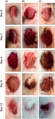 Figure 8. Photographs of wounds from animals elucidation on different days of (A) negative control, (B) silver nanoparticles, and (C) Catharanthus roseus leaf extract-treated mice.