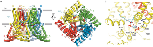 Figure 2. Activation of TRPV6 by PIP2. a, side (left) and bottom (right) views of the open, apo-state hTRPV6 (PDB ID: 7S88), with subunits (A-D) colored green, yellow, red, and blue, and PIP2 molecules (space-filling models) projected from the PIP2-bound structure of TRPV5 (PDB ID: 6DMU). b, expanded view of the PIP2 binding site, with the PIP2 molecule and residues surrounding the head group of PIP2 shown as stick models. Adapted from [Citation71,Citation72].