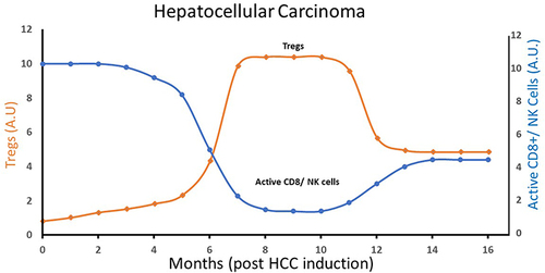 Figure 1 A schematic plot of Tregs and inflammatory cells (active CD8+ T cells/active NK cells) levels in hepatocellular carcinoma (HCC) tumor microenvironment (TME), as a function of time (months post HCC induction in a mouse model). Based on data from Nguyen PHD, Wasser M, Tan CT, et al. Trajectory of immune evasion and cancer progression in hepatocellular carcinoma. Nat Commun. 2022;13(1):1441. doi:10.1038/s41467-022-29122-w.Citation22 The Treg level attains a maximum during the intermediate period (around 8 months post HCC induction), while active cellular immunity is at its lowest level during this period.