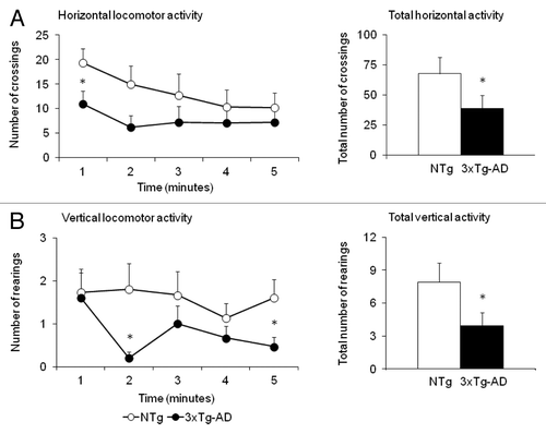 Figure 1. Triple-transgenic 3xTg-AD mice exhibited anxious-like behavior in the open field test before the treatment. Results are expressed as means ± SEM. The time course (left panels) of horizontal locomotor activity (A) and vertical locomotor activity (B) in the open field test shows that the 3xTg-AD mice exhibited reduced locomotor activity from the beginning to the end of test. The accumulated counts (right panels) indicated that at 5 mo of age, the 3xTg-AD presented BPSD-like symptoms, in this case anxiety to a new open and illuminated environment, which implied a reduction of about 50% in their total horizontal (A) and vertical activity (B) compared with the NTg animals. Statistics: Student’s t-test * Indicates significant differences between 3xTg-AD (dark circles or bars, n = 15) and NTg animals (light circles or bars, n = 15), p < 0.05.