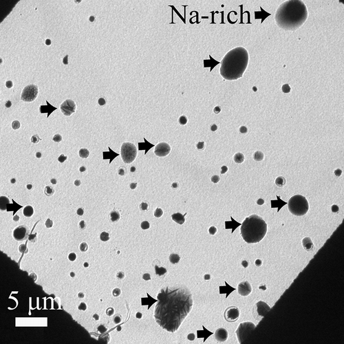 Figure 3. Low-magnification TEM image of roughly spherical particles collected at the University of Macao. These roughly spherical particles detected by TEM/EDX are coarse Na-rich (indicated by black arrows) and fine S-rich particles.