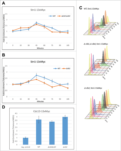 Figure 4. Clb2 but not Clb3/4 is responsible for the recruitment of Stn1 to telomeres in vivo. (A) ChIP assay indicates that the cell cycle dependent recruitment of Stn1 to telomeres shows small or no change in synchronous yeast cultures harboring Δclb3Δclb4 compared with WT. (B) ChIP assay indicates that the cell cycle dependent recruitment of Stn1 to telomeres is compromised in synchronous yeast cultures lacking Clb2 compared with WT. (C) FACS profiles indicative of cell cycle progression in synchronous cultures used in ‘A’ and ‘B’. (D) ChIP assay in asynchronous yeast cultures with 13xMyc tagged Cdc13 indicates that the recruitment of Cdc13 to telomeres is unaffected in Δclb3Δclb4 or Δclb2 compared with WT.