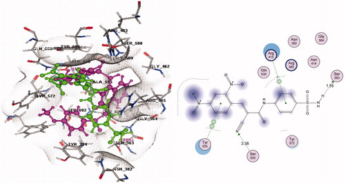 Figure 2. Left panel: 3D docking of 3 (green) in comparison with a known ligand (magenta); Right panel: 2D ligand interaction of 3 with Keap1 binding site amino acids (S = −9.6201 Kcal/mol) (refer to the on-line article for colored figures).