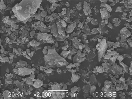 Figure 2 SEM micrograph of the original curcumin powders.Abbreviation: SEM, scanning electron microscopy.