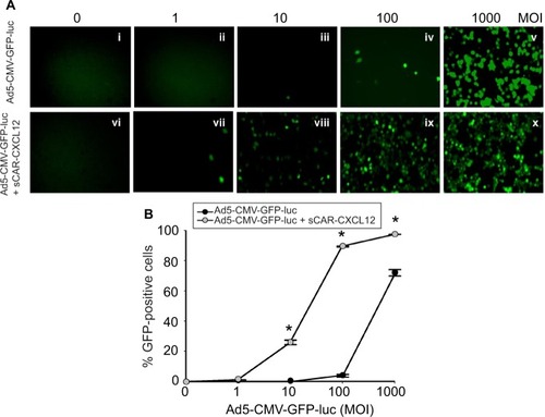 Figure 7 Ad targeted to CXCR4 by sCAR-CXCL12 enhances the efficacy of gene transfer to MDA-MB-435S cells.