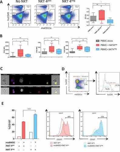 Figure 3. In vivo and in vitro assessment of human iNKT CD4− or CD4+ cell effects on the survival and maturation mouse bone marrow derived dendritic cells (moBMDC)