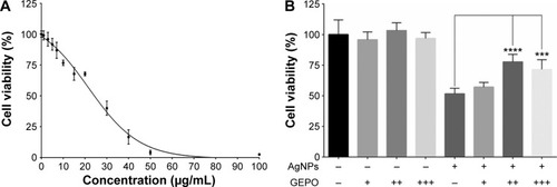 Figure 2 Effect of AgNPs and GEPO on cell viability.Notes: Effect of AgNPs on the viability of HEK293 cells at 4 hours of exposure (A). Percentage of viable cells following AgNPs exposure with or without GEPO pretreatment (B). Data are the average of four replicate samples (***P<0.001 and ****P<0.0001 compared with the AgNP-treated group). + indicates 0.0084 µg/mL GEPO added; ++ indicates 0.042 µg/mL GEPO added; +++ indicates 0.084 µg/mL GEPO added; and − indicates no GEPO added.Abbreviations: AgNPs, silver nanoparticles; GEPO, glutaraldehyde erythropoietin.