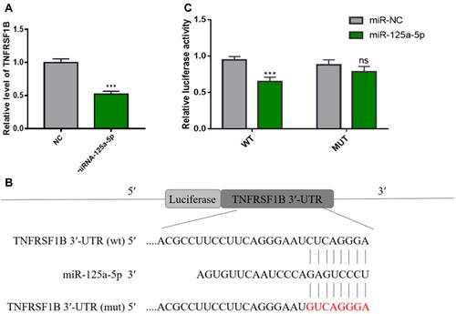 Figure 9 MiR-125a-5p directly regulates the expression of TNFRSF1B in RAW 264.7 cells. (A) As determined by qRT-PCR, miR-125a-5p down-regulates the mRNA level of TNFRSF1B and normalizes it to GAPDH. (B) A dual fluorescein plasmid containing complementary binding sites of TNFRSF1B and miR-125a-5p. (C) The wild-type (wt) 3ʹ-UTR luciferase activity of TNFRSF1B treated with miR-125a-5p decreased. *** P <0.01.