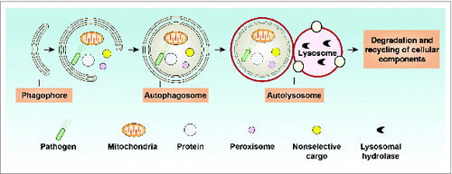 Figure 1. Overview of the autophagy process. Autophagy is a lysosome-mediated degradation and recycling pathway that involves the formation of multiple membrane structures ranging from phagophores to autophagosomes and autolysosomes.