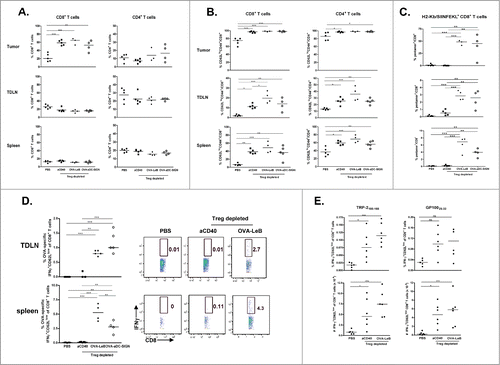 Figure 4. Combination therapy maximizes tumor infiltration by OVA-specific effector CTLs. DEREG and hSIGNxDEREG mice were challenged s.c. with B16-OVA tumor cells. hSIGNxDEREG mice were vaccinated with either OVA-LeB, OVA-aDC-SIGN or native OVA mixed with anti-CD40 on days 3 and 10. Control mice received PBS. All mice were injected with DT on days 7 and 8 after tumor inoculation. On day 14 after tumor inoculation, mice were sacrificed and TILs, TDLNs and spleens were analyzed by flow cytometry to determine the frequency of (A) CD4+ and CD8+ T cells; (B) activated T cells defined by CD62LloCD44hi phenotype and (C) H2-Kb/SIINFEKL-pentamer-positive CD8+ T cells. (D) IFNγ production by activated CD8+ T cells in TDLN and spleen was determined by intracellular staining after OVA-specific restimulation ex vivo. Representative flow cytometric analyses are shown (right). Each dot represents one mouse. n = 5 mice/group. (left). (E) Additionally, frequencies (top panels) as well as absolute cell numbers (lower panels) of IFNγ production by activated CD8+ T cells in TDLN was determined by intracellular staining after TRP-2 and gp100-specific restimulation ex vivo. Each dot represents one mouse. n = 5 mice/group. *P < 0.05, **P < 0.01, *** P < 0.001. Graphs shown are representative of two independent experiments.
