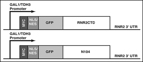 Figure 1 Schematic drawing of the GFPC and GFPN104 constructs. The GFPC construct encodes a GFP-RNR2CTD (amino acids 298–399) fusion protein with an N-terminal (Myc)3 tag followed by the NLS or NES sequence. The GFPN104 construct contains a N104 tract in place of the RNR2CTD. All constructs encode proteins of similar sizes. The expression cassettes are put under the control of the galactose-inducible GAL1 promoter or the constitutive TDH3 promoter. All expression cassettes are flanked at the 3′ end by the RNR2′s 3' UTR sequence.