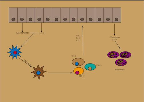 Figure 2 Initiation phase of psoriasis.