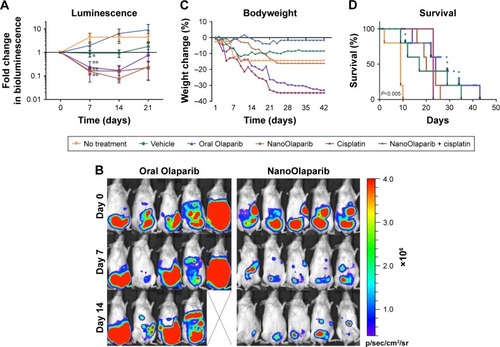 Figure 2 NanoOlaparib administered daily as a monotherapy or in combination with twice weekly cisplatin in a Brca2−/−, Tp53−/−, Pten−/− intraperitoneal spread model reduces tumor growth similar to cisplatin alone.Notes: (A) Bioluminescence measurements show the disease progression over 3 weeks of treatment. Statistically significant decreases in luminescence were seen after 1 week of treatment with vehicle (*P<0.05) and NanoOlaparib, cisplatin and the combination (**P<0.01) compared to no-treatment controls tested with ordinary one-way ANOVA followed by Tukey’s test at α=0.05. (B) Bioluminescence images of animals in the oral Olaparib and NanoOlaparib groups over the first 2 weeks of treatment. (C) Bodyweight measurements are indicative of gross toxicity. (D) The Kaplan–Meier survival curves demonstrate both treatment efficacy and premature death due to treatment-related toxicity, P<0.005 between no-treatment control and each drug treated group based on log-rank test. All data followed a normal distribution as tested by the Shapiro–Wilk test.