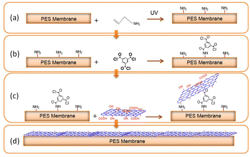 Figure 8. Reaction diagram of the surface modification of PES membrane using GO. (a) PES amination through UV irradiation; (b) Reaction between PES grafted NH2 and TMC; (c) Reaction between GO and PES modified surface with TMC; (d) Representation diagram of the modified PES membrane with GO [Citation24].