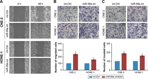 Figure 3 Silencing of miR-99a promotes nasopharyngeal carcinoma cell migration and invasion in vitro.