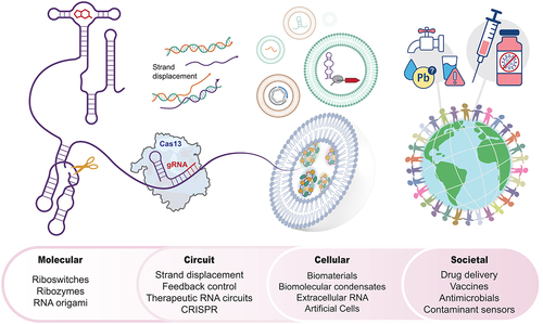 Figure 1. Engineering dynamic RNA folding and function can play key roles across multiple spatiotemporal scales within engineered biological systems. From left to right: Riboswitches and ribozymes are examples of molecular-level RNA tools that control gene expression processes in synthetic biology applications. These and other RNAs can act dynamically together at the circuits scale, for example within CRISPR-Cas13-mediated and toehold-mediated strand displacement circuits to allow signal propagation, logic, timing control and other circuit-level function. At the cellular scale, engineering of RNA components can help control the function of biomolecular condensates, extracellular vesicles and synthetic cells. Finally, designing RNAs to function across the molecular, circuit and cellular scales can have societal-scale impacts through the development and deployment of medical and environmental biotechnologies.