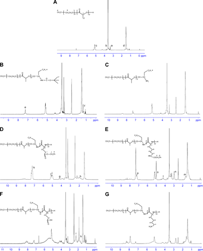 Figure S1 1H-NMR spectra at 300 M of (A) mPEG-PDLLA; (B) mPEG-PDLLA-Phe-NBOC; (C) mPEG-PDLLA–NH2; (D) mPEG-PDLLA-PBLG; (E) mPEG-PDLLA-PBLL; (F) mPEG-PDLLA-PLG; and (G) mPEG-PDLLA-PLL.Abbreviations: DPT, deoxypodophyllotoxin; mPEG, methoxy polyethylene glycol; NMR, nuclear magnetic resonance; PDLLA, poly(d,l-lactide); PLG, polyglutamate; PLL, poly(l-lysine); Phe-NBOC, N-(tert-butoxycarbonyl)-l-phenylalanine; PBLG, poly(γ-benzyl-l-glutamate); PBLL, poly(γ-benzyl-l-lysine).