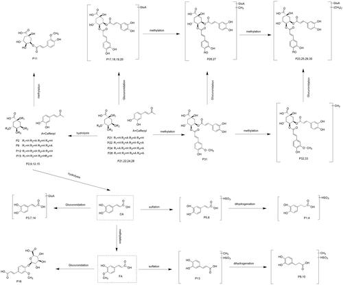 Figure 3. The proposed isochlorogenic acid A metabolic pathway in the rats plasma.