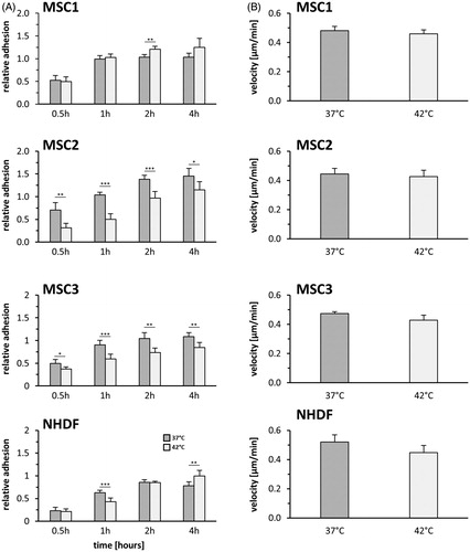 Figure 2. MSCs show delayed cellular adhesion but unaltered velocity after hyperthermia. (A) Relative adhesion rate of MSCs and NHDFs after exposure to 37 °C or 42 °C for 60 min. (B) Average cellular motility of hyperthermia-exposed MSCs and NHDFs determined by time-lapse microscopy. Date are shown as mean ± standard deviation. *p < 0.05, **p < 0.01, ***p < 0.001.