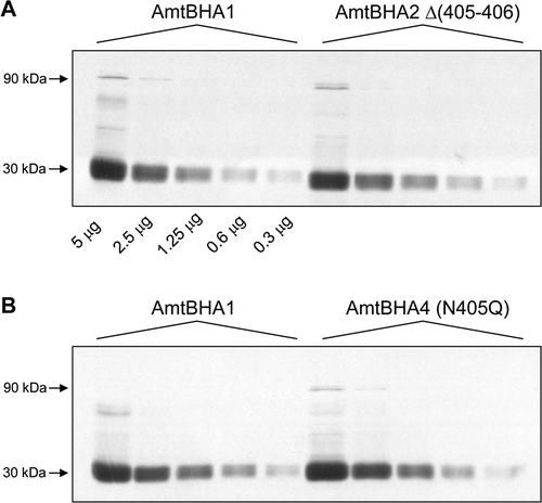 Figure 3.  Titration of the in vivo levels of AmtB variant proteins. Membrane fractions from GT1000(pESVHA1), GT1000(pESVHA2) and GT1000(pESVHA4) were freeze-thawed to disassemble AmtB into the monomer. Serial 2-fold dilutions of those preparations were probed with the αHA antibody. Amounts of protein loaded are indicated below the control in panel A. Estimated molecular weights of major bands are indicated to the left of the panels.