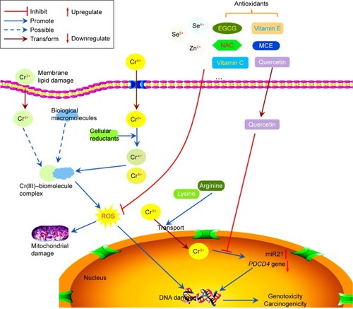 Figure 1 Possible mechanisms of Cr(VI)- and Cr(III)-induced carcinogenicity and chemoprevention of antioxidants.