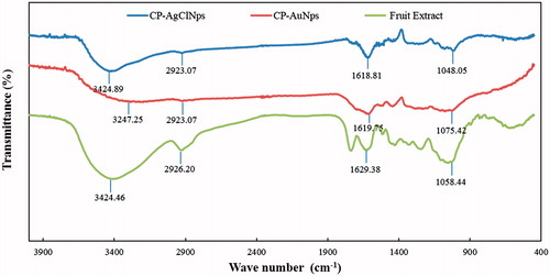 Figure 5. FT-IR spectra of fruit extract, CP-AuNps and CP-AgClNps.