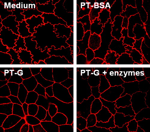 Figure 4.  The appearance of Caco-2 cell tight junctions after treatment with medium only, pepsin-trypsin-digested bovine serum albumin (PT-BSA), pepsin-trypsin-digested gliadin (PT-G), and germinating wheat enzyme-pretreated pepsin-trypsin-digested gliadin (PT-G + enzymes). Pictures are representative images from experiments performed in duplicate three independent times. Magnification 100×.